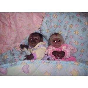 For Sale: Baby Capuchin Monkey for re-